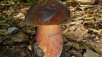 cogumelo gigante
