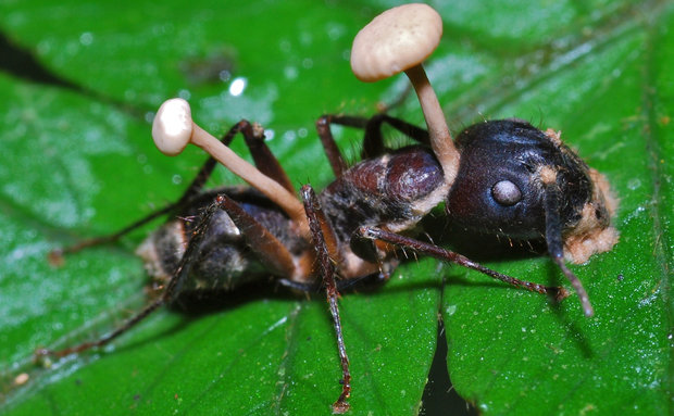 22-zombie-ant-fungus
